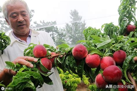 桃樹種植|桃樹種植全攻略：在家種出美味多汁的桃子 